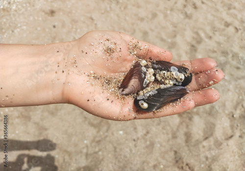 Girl on the beach in her hands holds multi-colored sea shells and sand close-up.