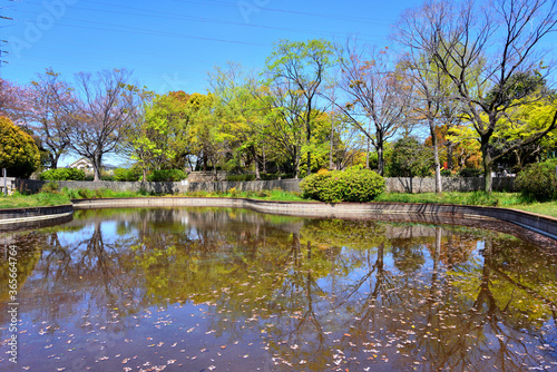 浅い池にいる猫と桜の写り込み