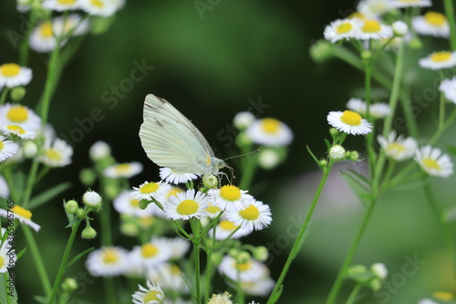 daisy and cabbage butterfly  ,japan,tokyo © minkim31