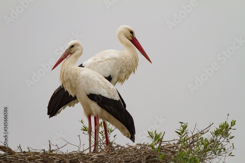 High angle shot of two white storks standing back to back on their nest