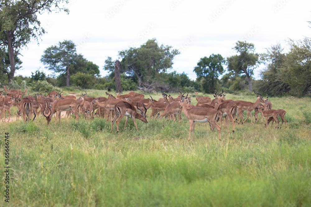 Fototapeta premium Herd of female impala, national park africa