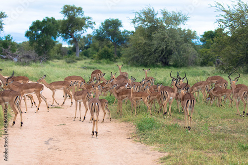 Impalas crossing the road, Kruger national park South Africa