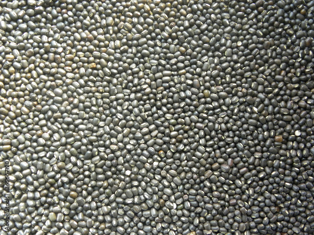 Black color whole raw Vigna mungo Urad dal lentils Black color whole raw Vigna mungo Urad dal lentils