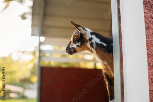 baby goat 