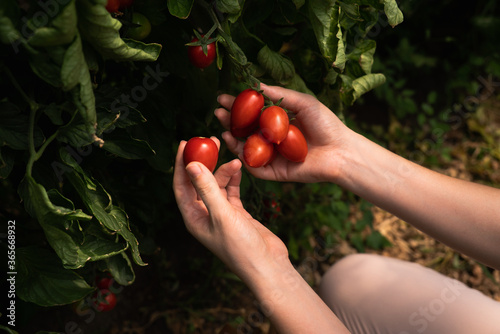 A woman farmer picks cherry tomatoes in a greenhouse. Organic farm.