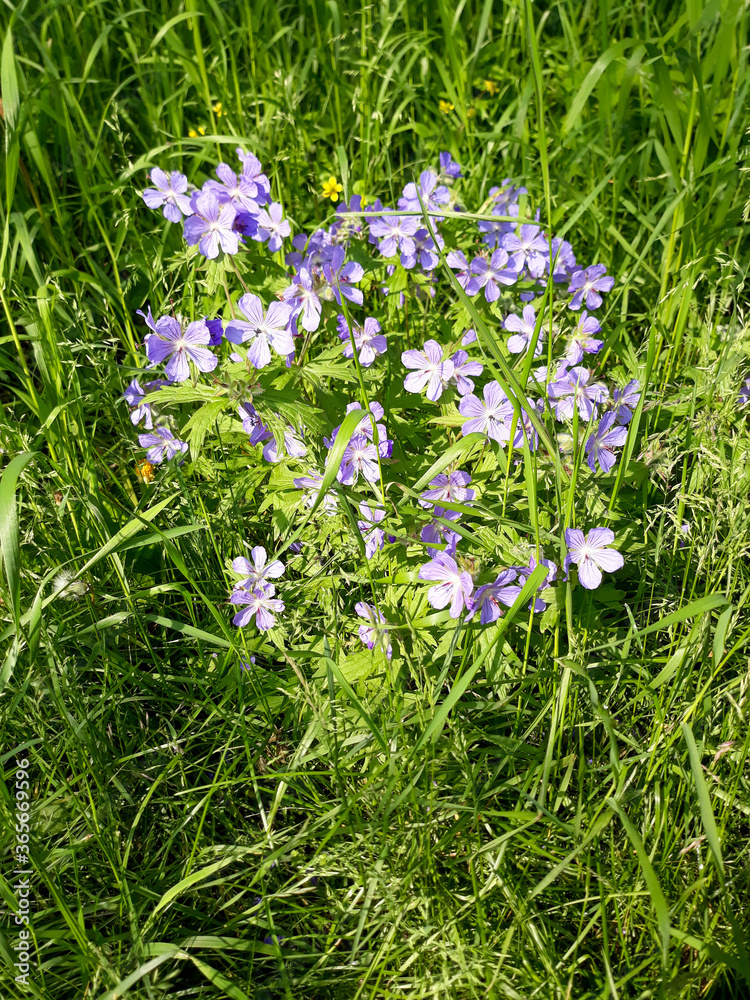 wild flowers in the grass wild flowers in the grass