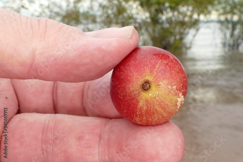 Ripe Camu Camu fruit in the hand, also called CamoCamo or Cacari (Myrciaria dubia). The very rare plants are growing bushy riverside in the Amazon region near Manaus, Brazil photo