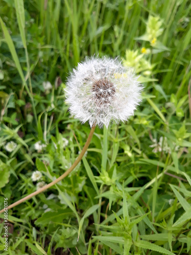 dandelion in the grass