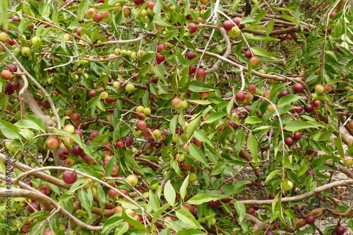 Ripe Camu Camu fruits on twigs, also called Cacari or CamoCamo (Myrciaria dubia). Rare fruits full of vitamin C that grows in very few places, here directly on the river bank of the Amazon river. photo