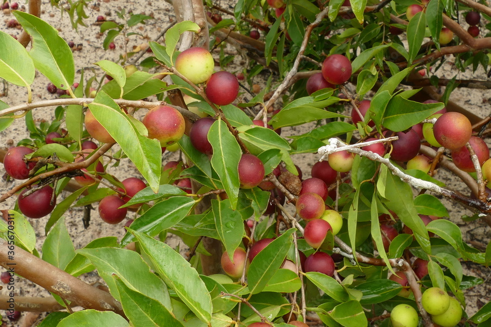 Φωτογραφία Ripe Camu Camu fruits on twigs, also called Cacari or CamoCamo (Myrciaria dubia)