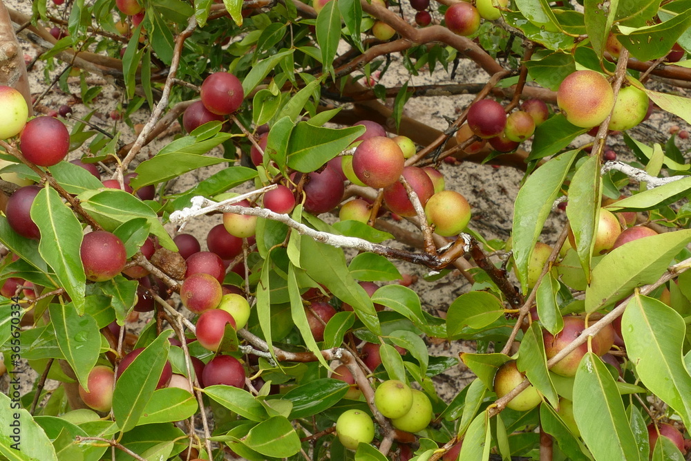 Φωτογραφία Ripe and semi-ripe Camu Camu fruits on twigs, also called Cacari or CamoCamo (Myrciaria dubia)