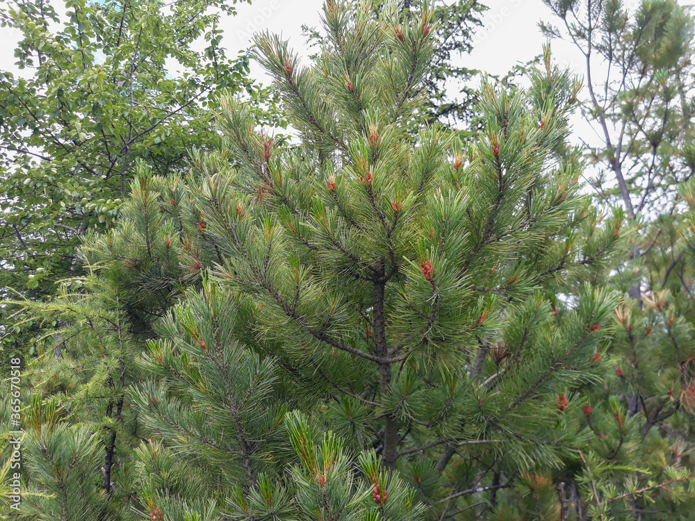 pine tree branches pine tree branches