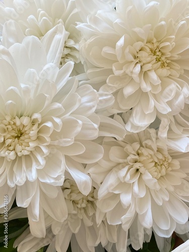 white chrysanthemum flowers