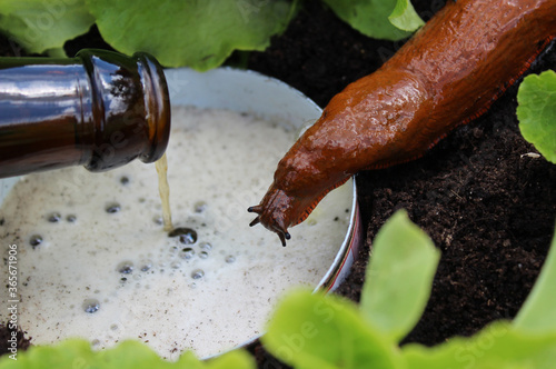 Schnecke an einer Bierfalle photo