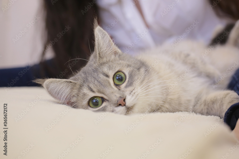 A funny grey cat with big green eyes is lying on the sofa at home, on a soft Mat next to its owner: a healthy pet, interior for Pets. Space for text