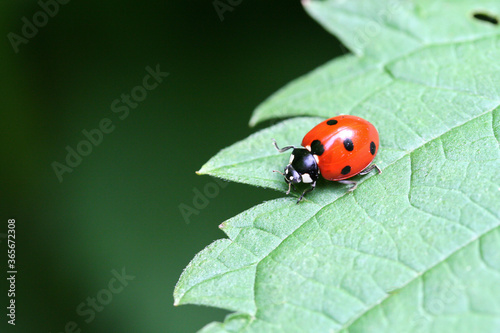 Red ladybug on a green leaf and green background. Close-up, selective focus.