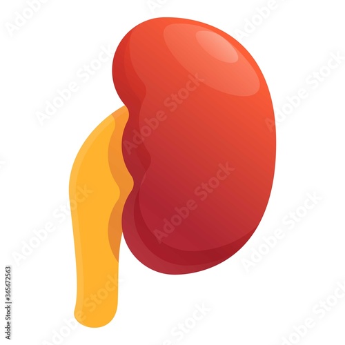 Adrenal kidney icon. Cartoon of adrenal kidney vector icon for web design isolated on white background