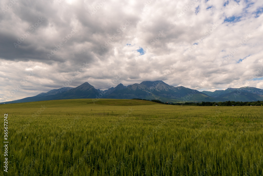 Yellow and Green wheaten sprouts in the field and cloudy sky. spring landscape. Slovakia tatry