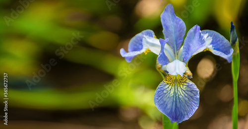 A single blue iris on a green background in the garden on a bright summer day. Banner, space for text
