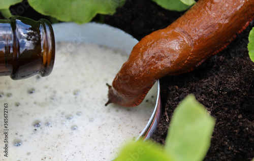 Schnecke an einer Bierfalle