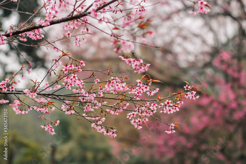 Choose soft focus, beautiful cherry blossom, Prunus cerasoides in Thailand, bright pink flowers of Sakura on the high mountains of Chiang Mai. The beautiful scenery of the blossoming cherry blossoms © thatinchan