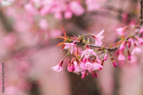 Choose soft focus, beautiful cherry blossom, Prunus cerasoides in Thailand, bright pink flowers of Sakura on the high mountains of Chiang Mai. The beautiful scenery of the blossoming cherry blossoms