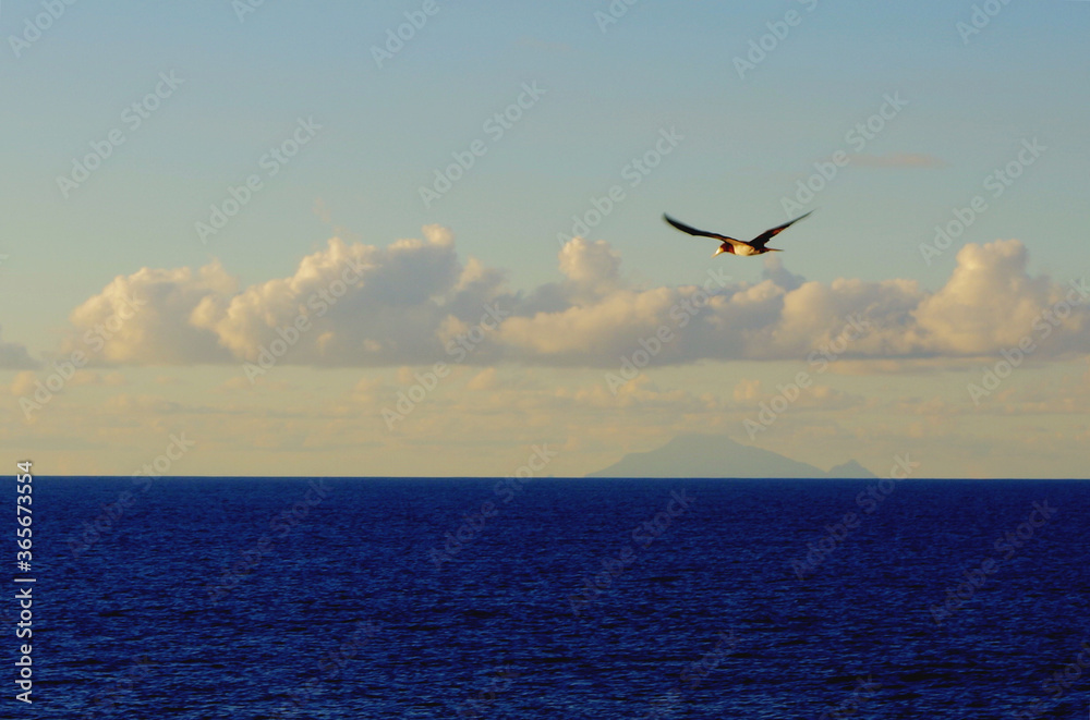 seagull in flight with island on horizon