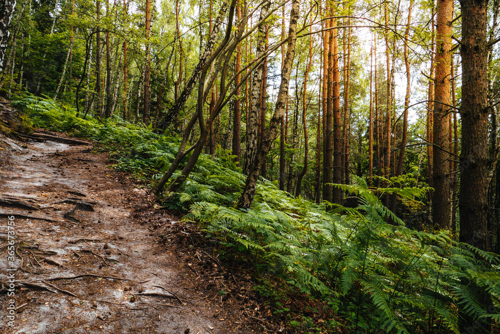 Waldweg in Deutschland