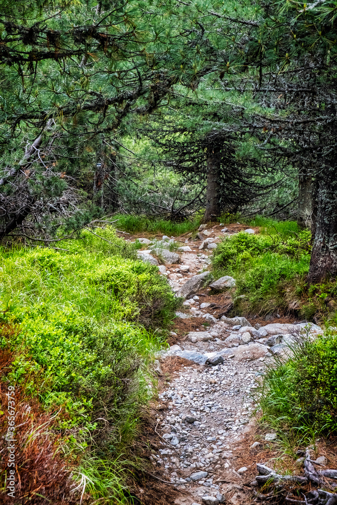 Footpath in coniferous forest, High Tatras mountains, Slovakia