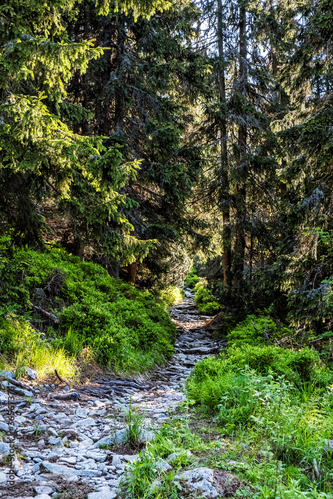 Footpath in coniferous forest, High Tatras mountains, Slovakia Footpath in coniferous forest, High Tatras mountains, Slovakia