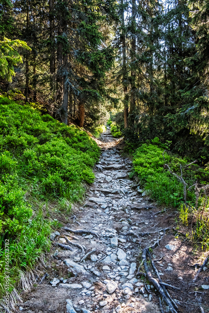 Footpath in coniferous forest, High Tatras mountains, Slovakia