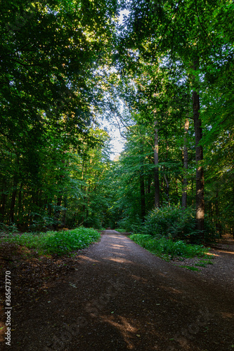 wald  waldweg  forrest  green  brown 