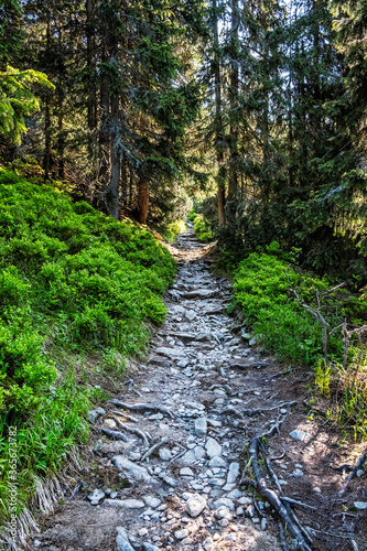 Footpath in coniferous forest  High Tatras mountains  Slovakia