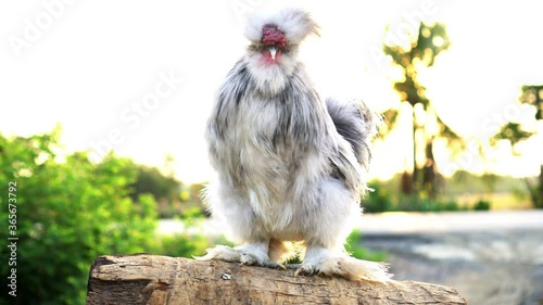 White Silkie chicken in free range farm fluffy livestock in morning sun