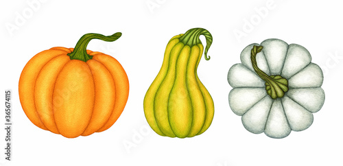 Fototapeta Naklejka Na Ścianę i Meble -  Set of three watercolor different color and form pumpkin, farm vegetables. Collection of hand drawn isolated object for autumn seasonal design poster, frame, greeting card, pattern, invitation.