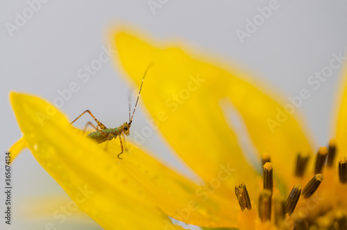 Daisy flower with a bug - Image