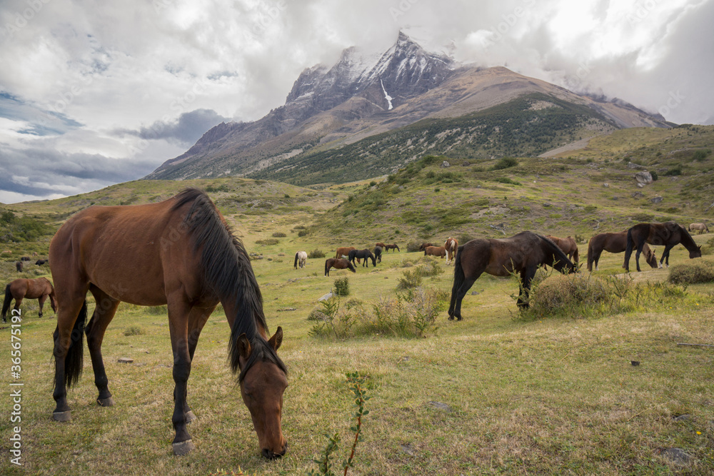 caballos pastando,Parque nacional Torres del Paine,Sistema Nacional de Áreas Silvestres Protegidas del Estado de Chile.Patagonia, República de Chile,América del Sur