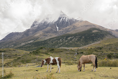 caballos pastando,Parque nacional Torres del Paine,Sistema Nacional de Áreas Silvestres Protegidas del Estado de Chile.Patagonia, República de Chile,América del Sur