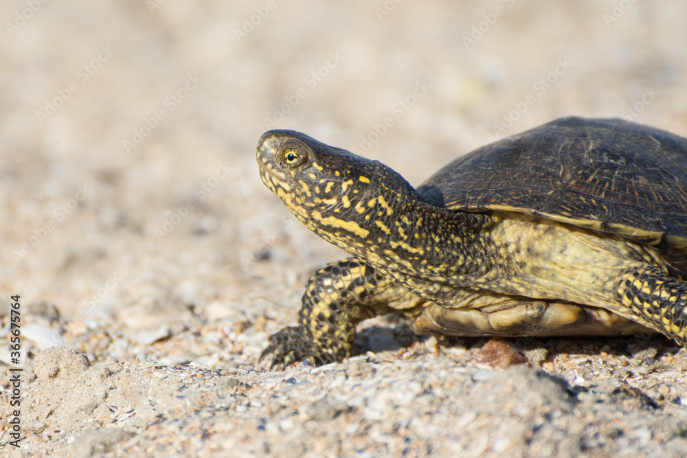 Fototapeta premium Closeup portrait of a turtle. Reptile crawling on the sand. Desert animals. Front view.