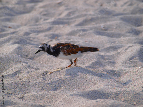 Bird on white sand beach