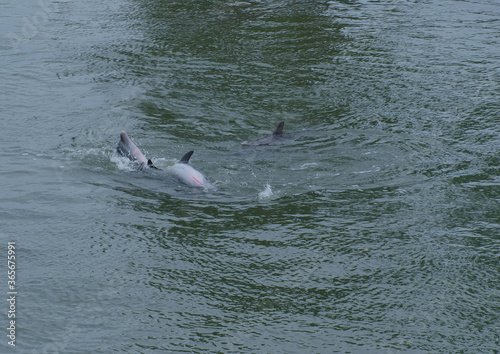 Dolphins Playing in Beautiful Captiva and Sanibel Island 