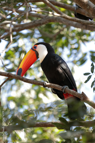 Toco toucan sitting in a tree seen from below