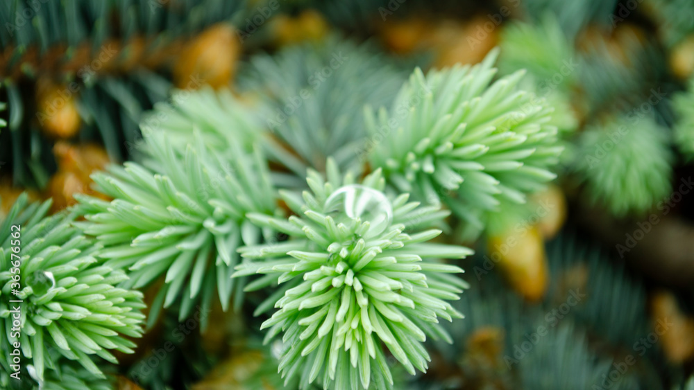 Selective focus nature picture. Closeup photo of green needle pine tree. Small pine cones and raindrop on the branches. Blurred pine needles in background
