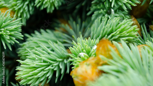 Selective focus nature picture. Closeup photo of green needle pine tree. Small pine cones and raindrop on the branches. Blurred pine needles in background
