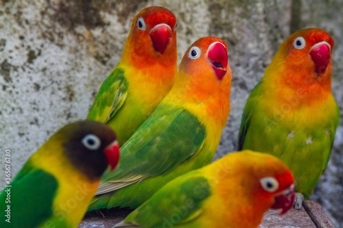 Photography Cute, adorable and colourful love bird parrots