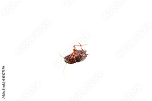 Dead cockroach isolated on white background. Macro