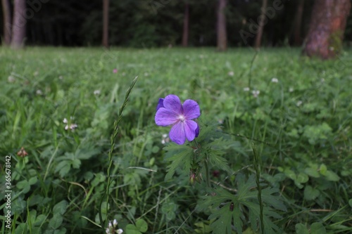 purple flower in the forest
