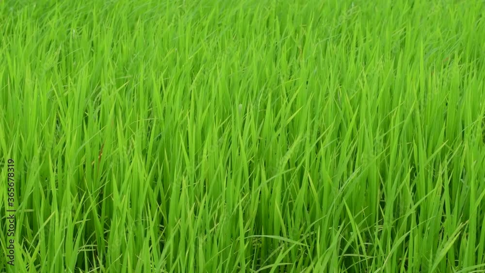 Green rice field with wind Green rice field with wind