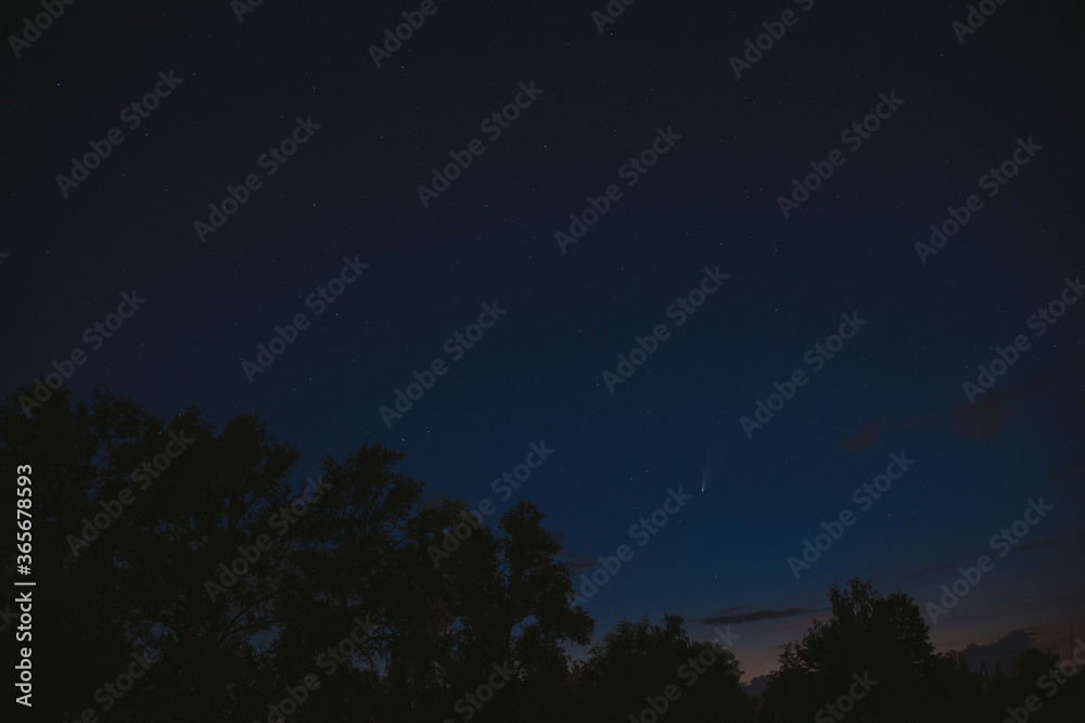 Comet Neowise & stars on clear sky at night. Trees silhouettes on foreground