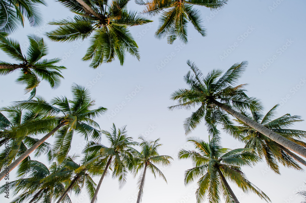 Coconut palm trees in perspective view from below and sky background